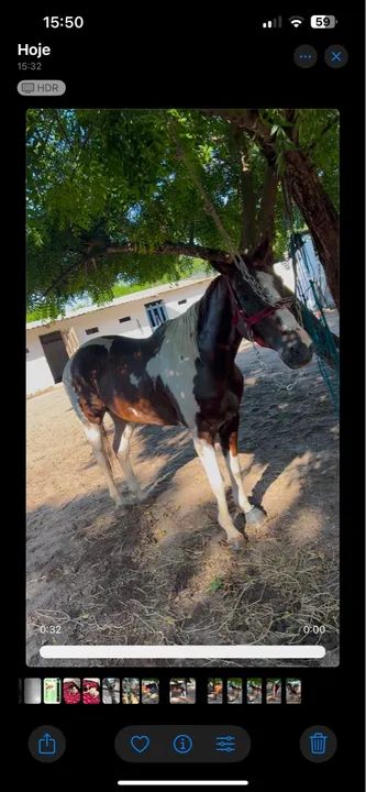 Cavalo de esteira / direita - Foto 2