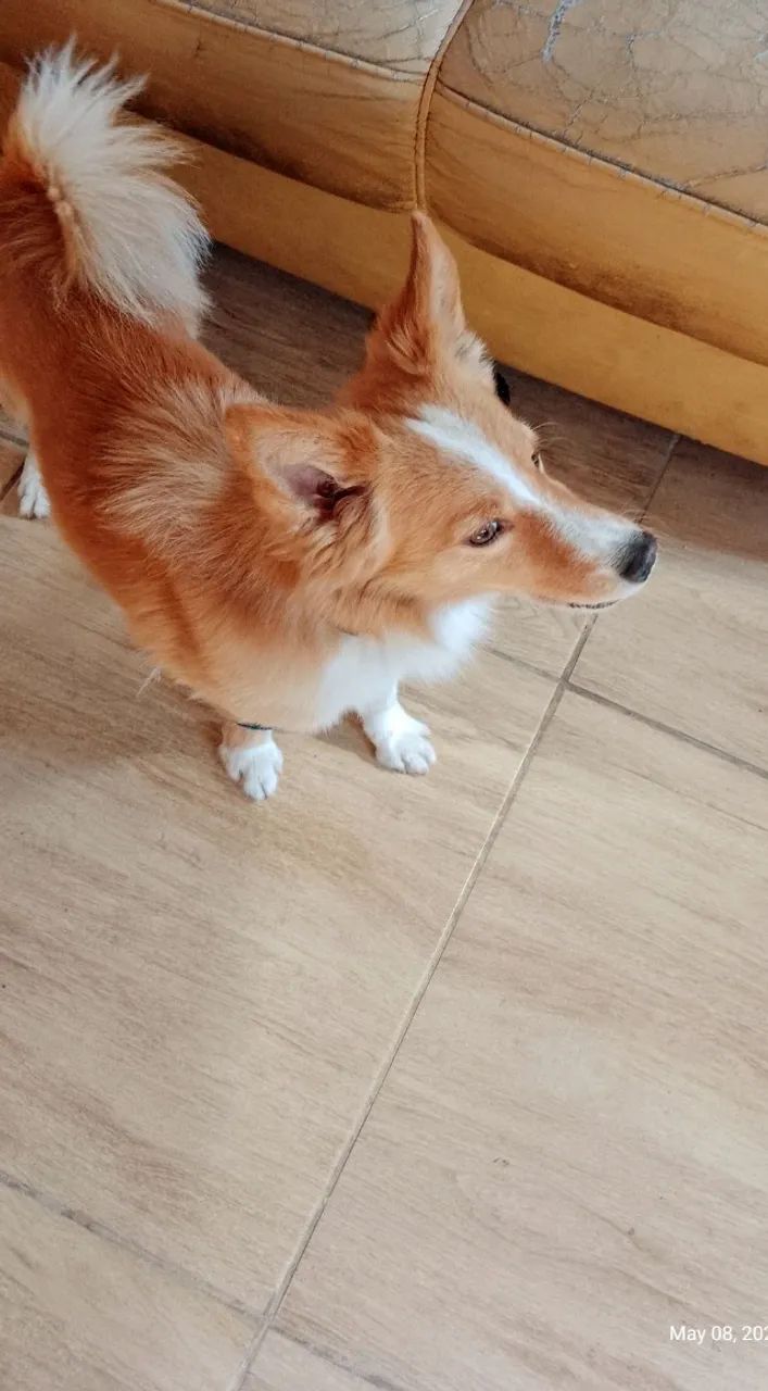 Cachorro fofinho  - Foto 4