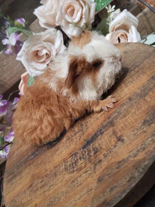 Lindos porquinhos da índia merino - Foto 3