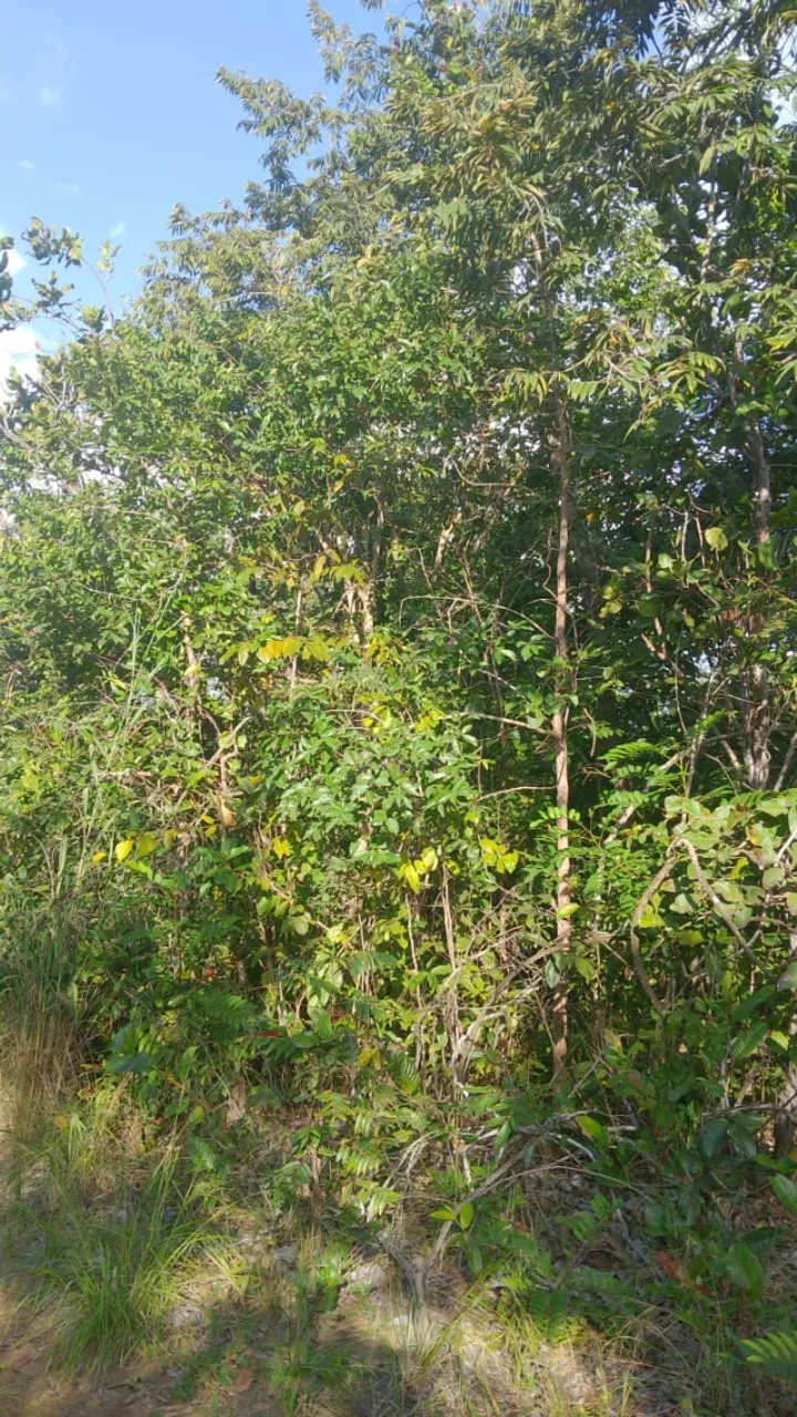 Vende-se Terreno de 720 m² no São João 2