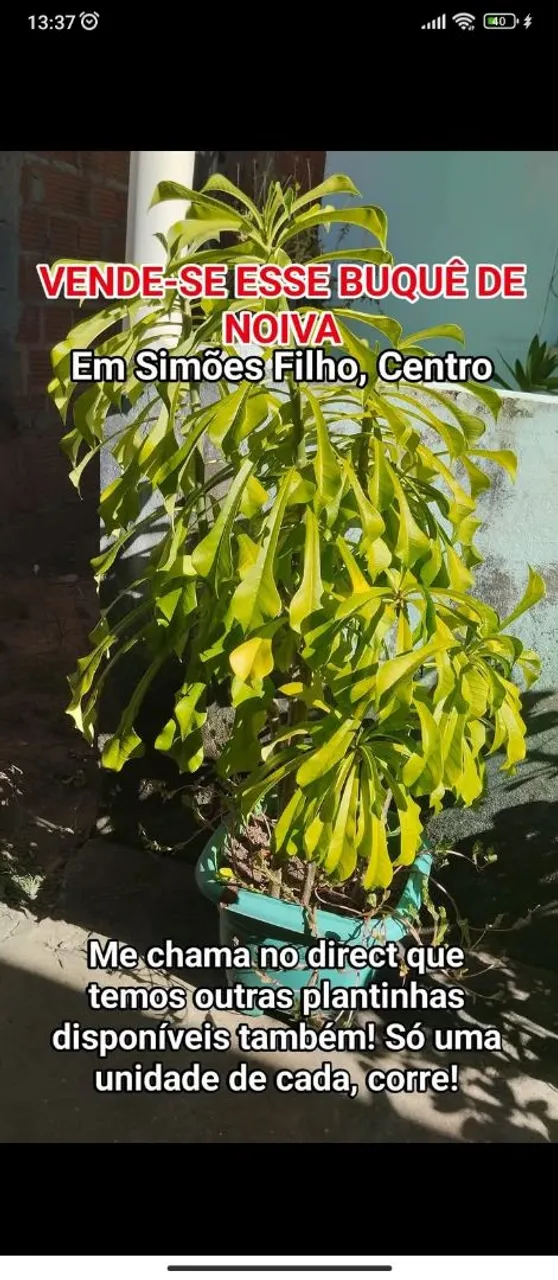 Flor do Caribe - Simões Filho