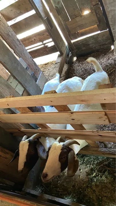 Vendo três cabras bôer puras  - Foto 5