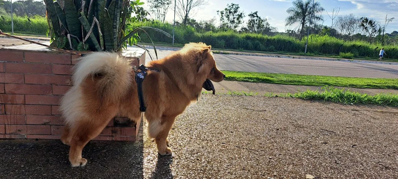 MEU NOME E SIMBA TENHO 2 ANOS, ESTOU PROCURANDO UMA NAMORADA.