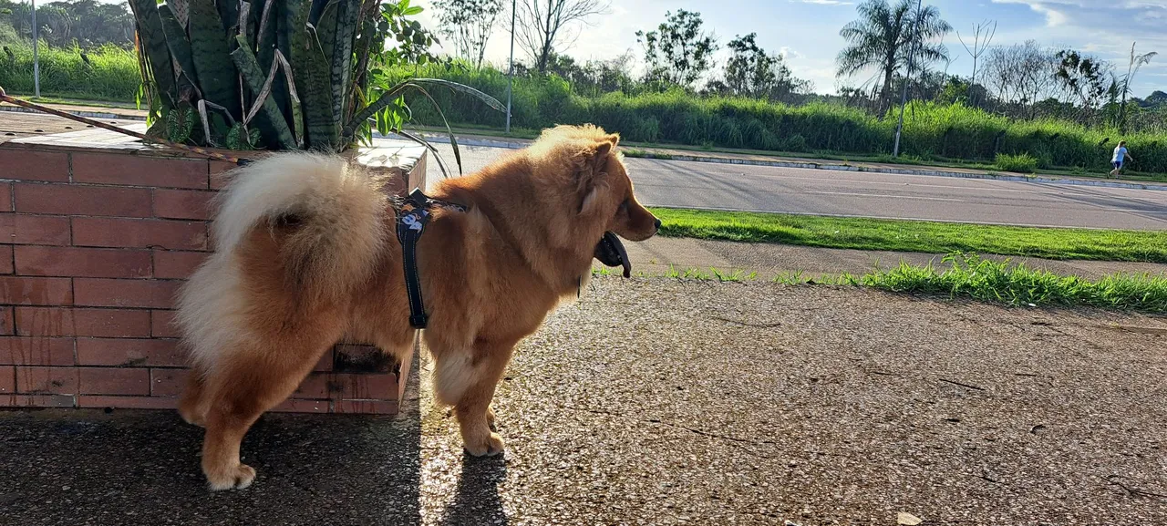 MEU NOME E SIMBA TENHO 2 ANOS, ESTOU PROCURANDO UMA NAMORADA.