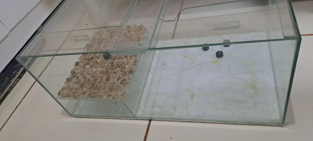 Terrário  - Foto 3