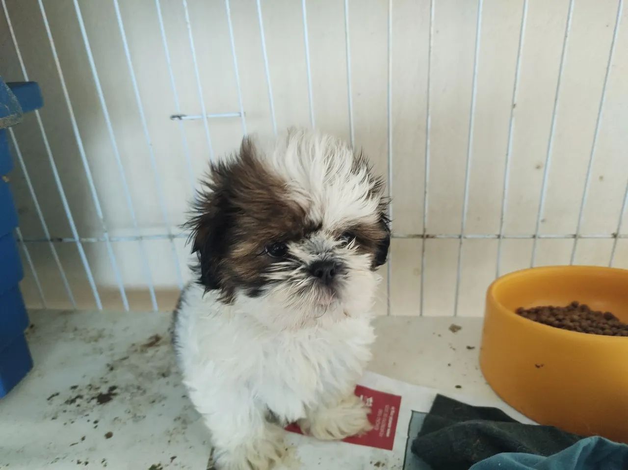 Shitzu fêmea e macho filhotes  - Foto 6