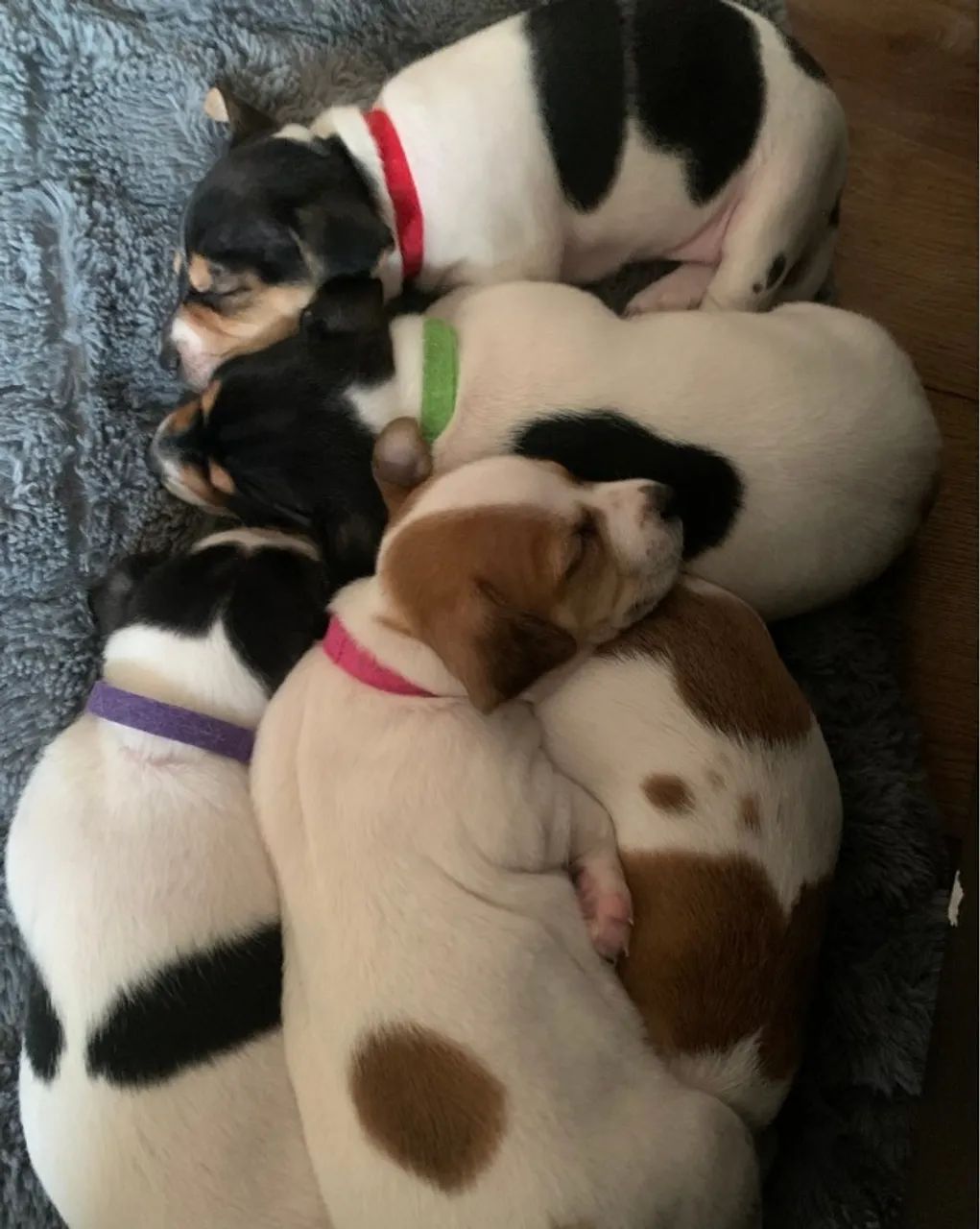 Fofuxos Doguinhos Jack Russel 