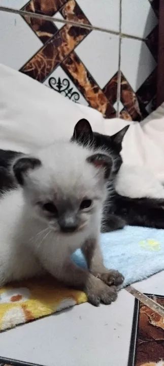 Gatinhos de pelagem Siamês disponível para adoção - Foto 4