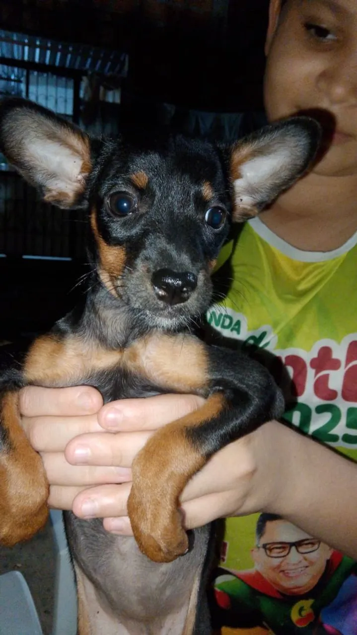 Filhote Pinscher as duas são fêmeas vendo as duas por 250