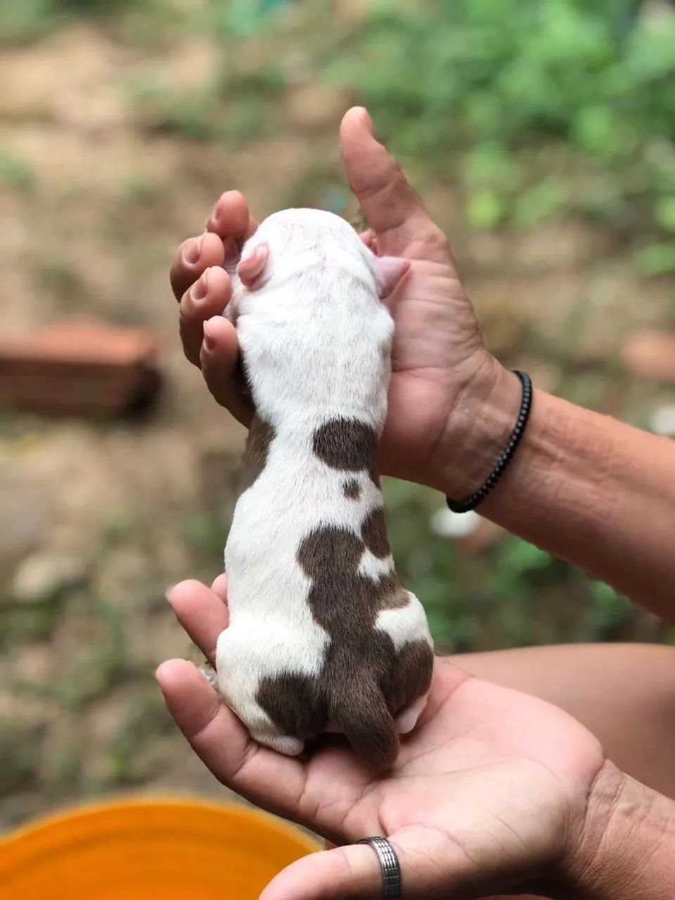 Filhote Pitbull Recém Nascido - Disponível para Reserva - Foto 2
