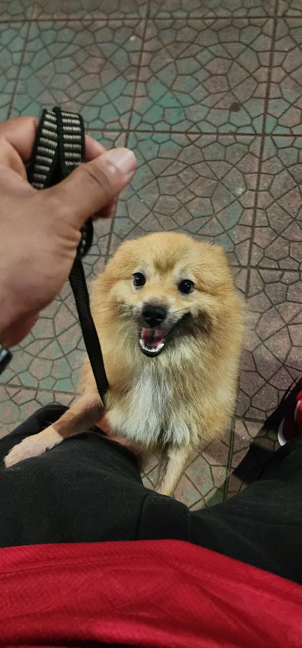Spitz alemão adulto 