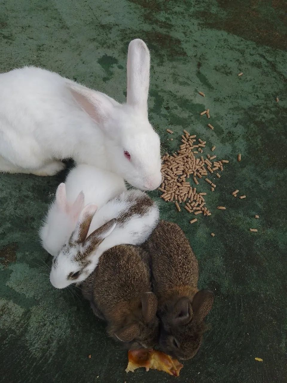 Temos coelhos fofinhos  - Foto 4