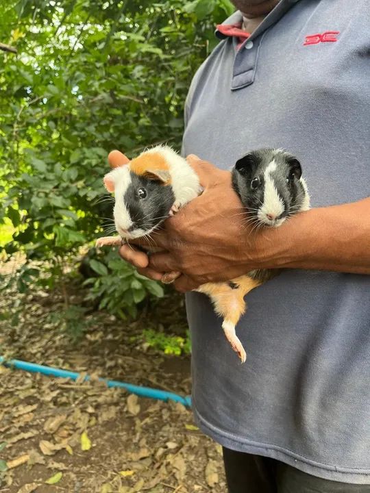 Porquinhos da índia  - Foto 2