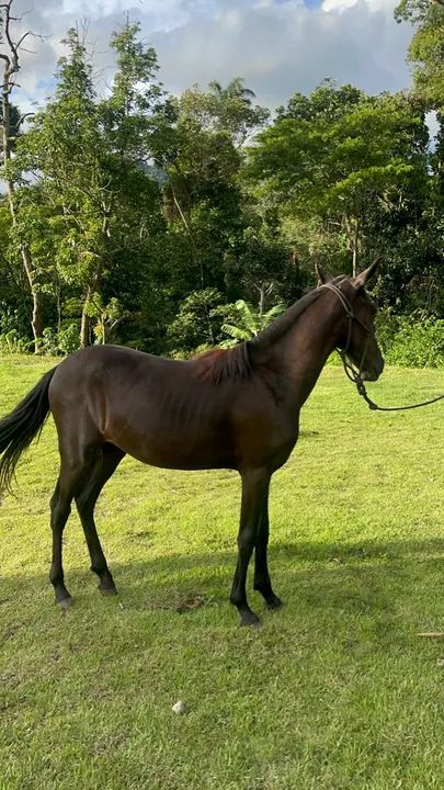 Potra Mangalarga marchador