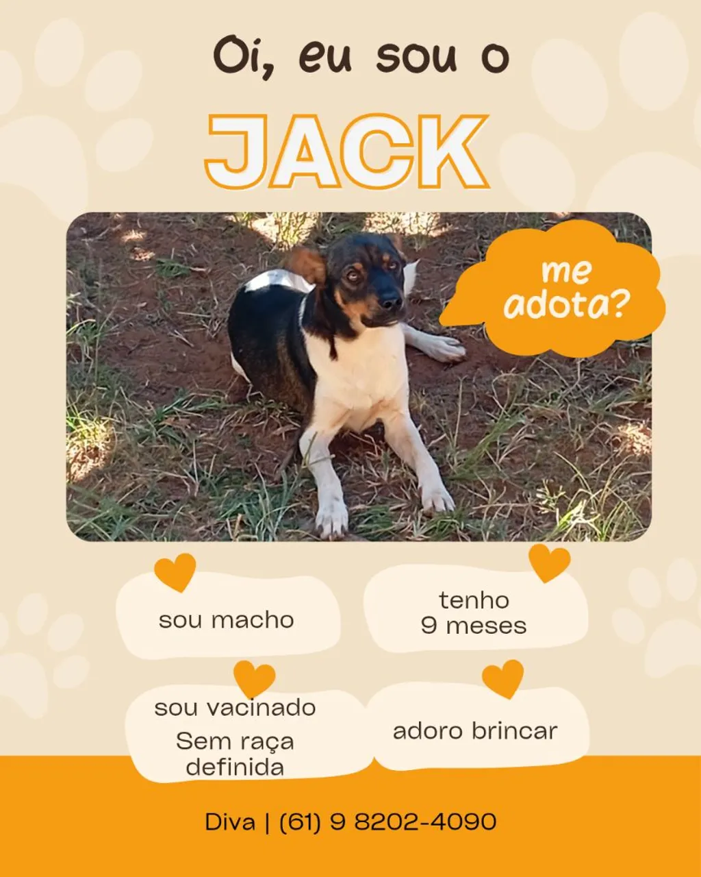 Jack - Procuro um lar!