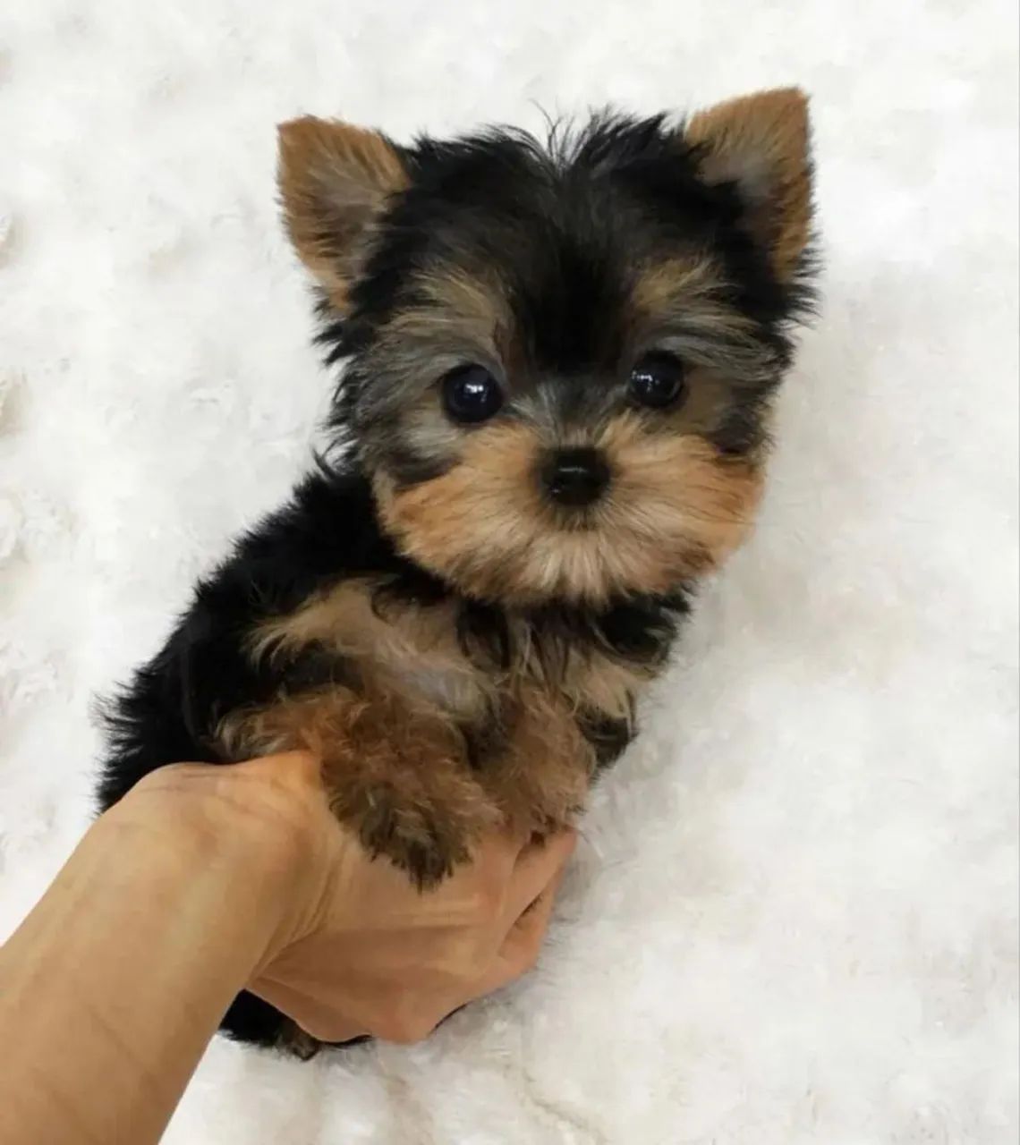 Filhotes Yorkshire Terrier  - Foto 3