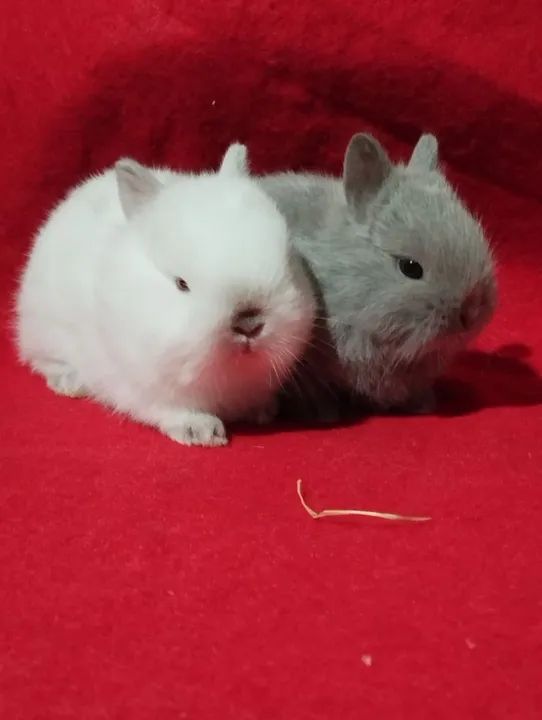 Mini coelho anão netherland dwarf linhagem importada  - Foto 3