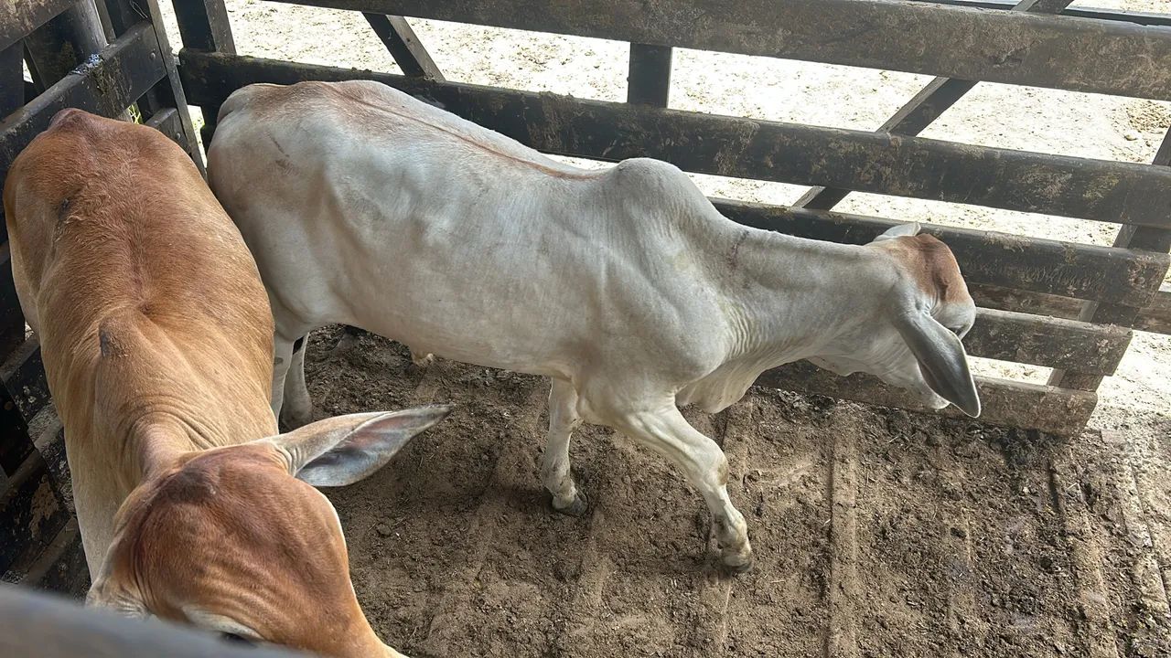 Vacas com bezerros no pé  - Foto 4