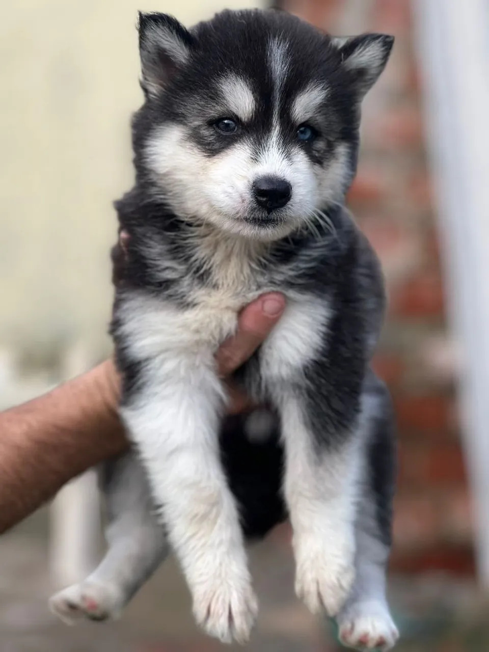 Filhote de Husky Siberiano fêmea 2 meses