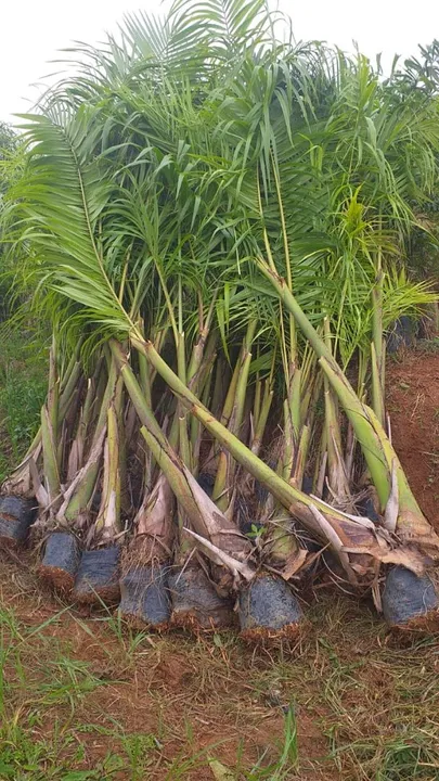 Palmeira Imperial 3 metros