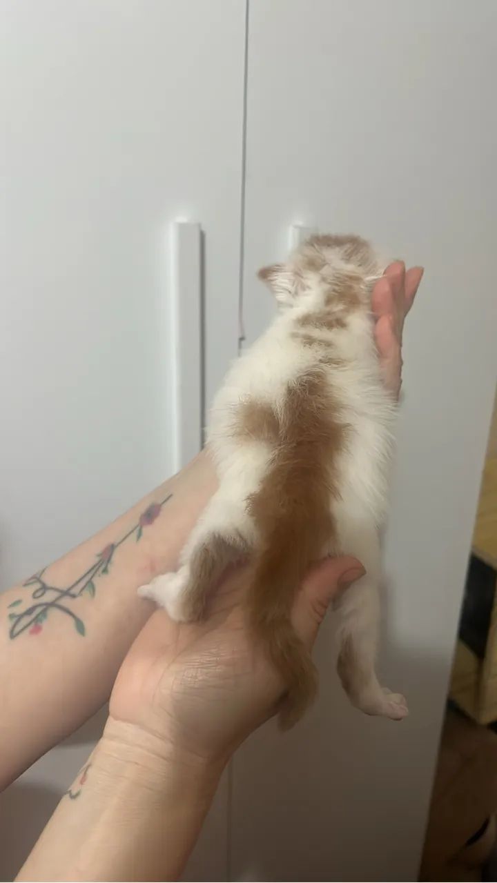 Gatinhos para adoção  - Foto 5