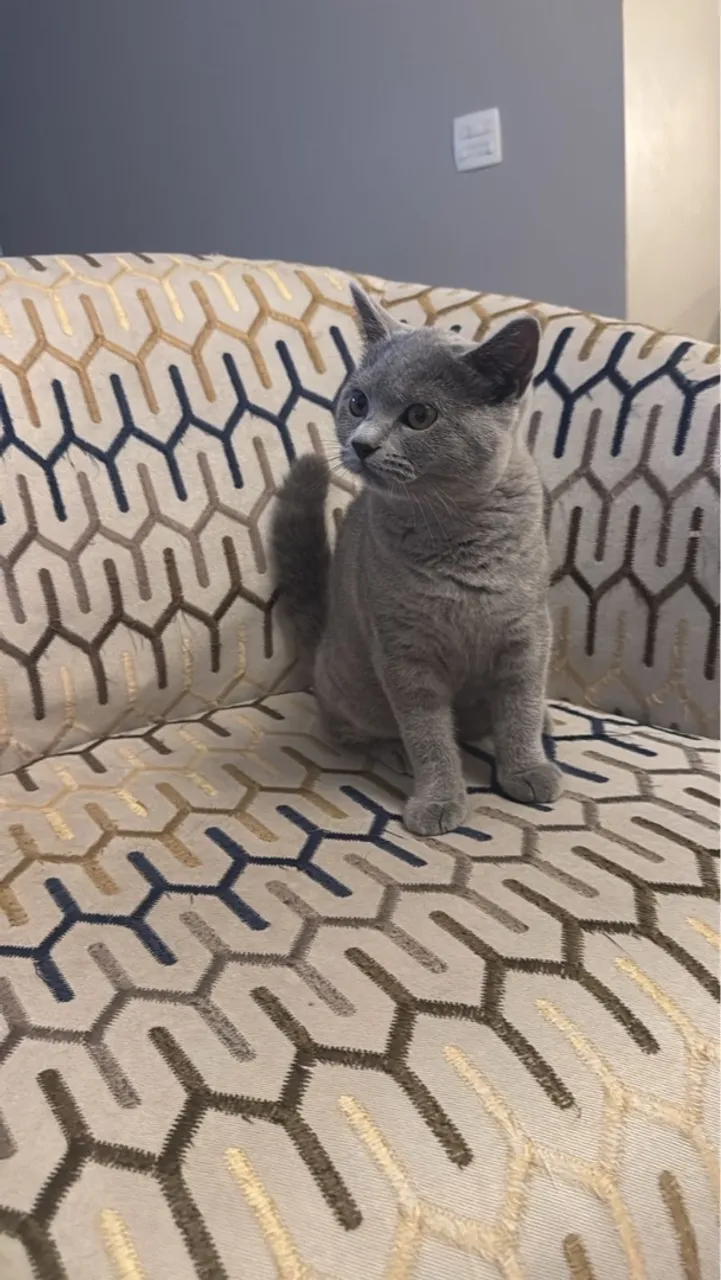 British Shorthair fêmea blue - Puro charme britânico!