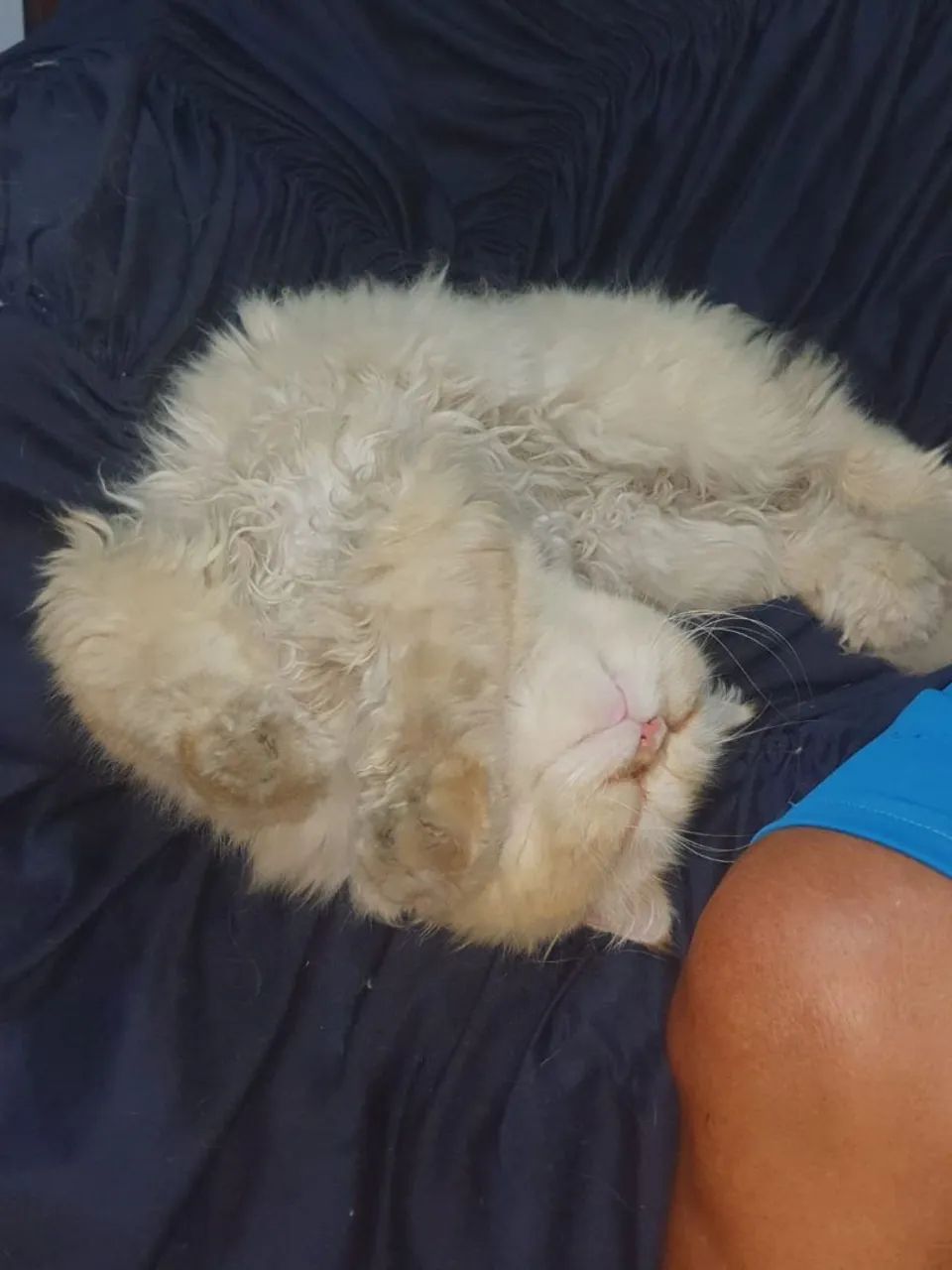 Gato Persa  - Foto 3