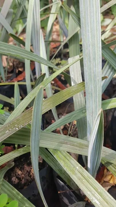 Plantas de Jardim - Lindas e saudáveis