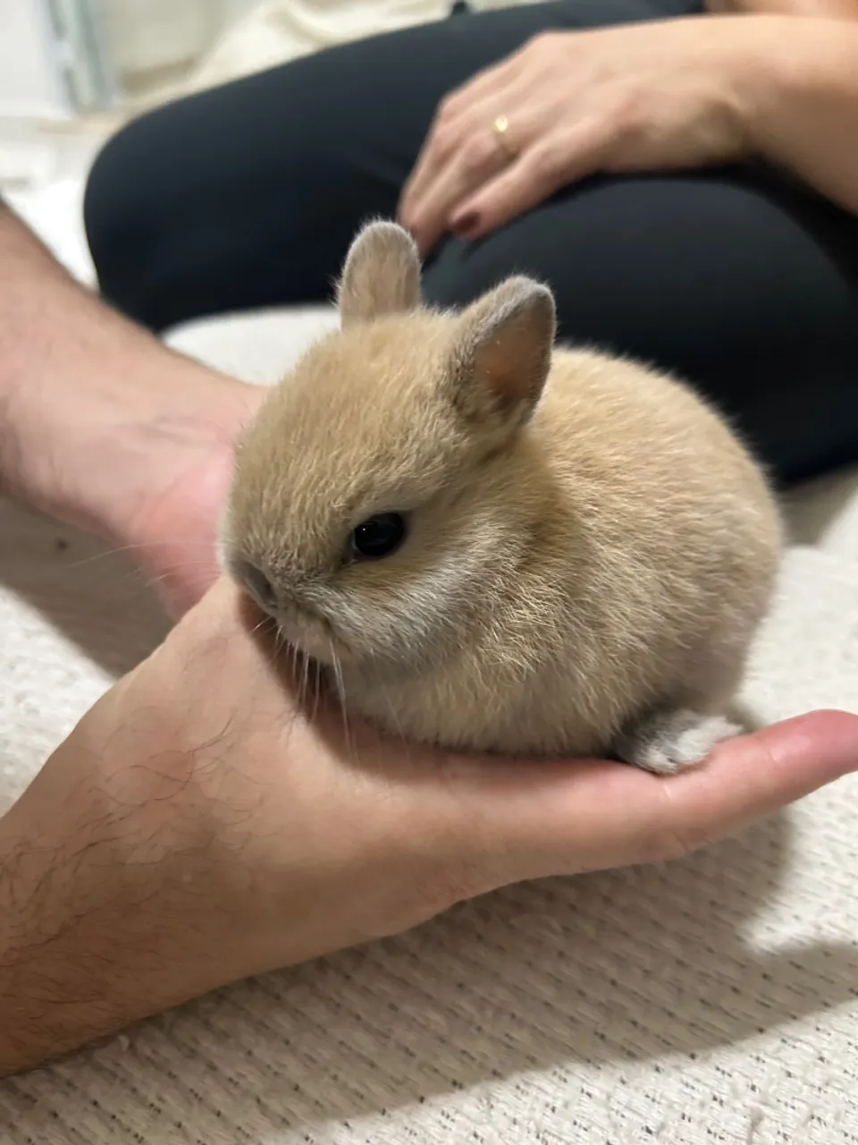 Mini coelho filhote