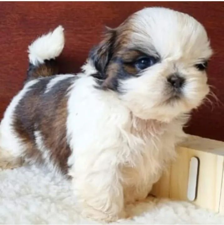 Lindos filhotes de Mini Shitzu com garantia e kit filhote  - Foto 2