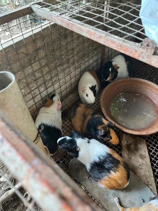 Porquinhos da índia  - Foto 3