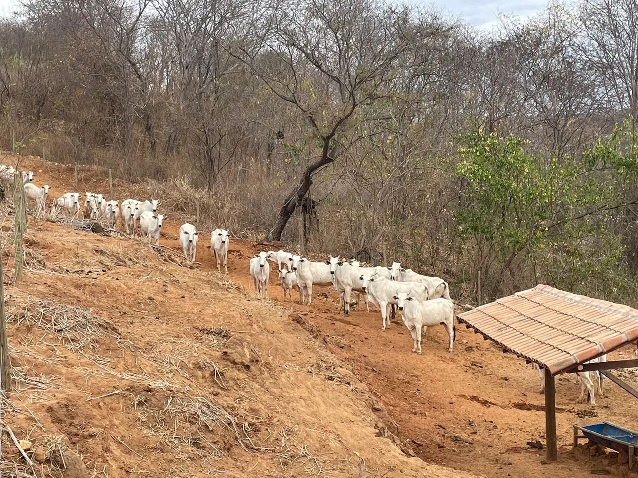 Vacas de nelore frutos de IATF  - Foto 4