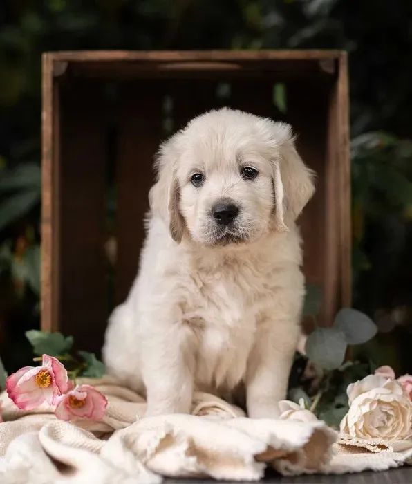 Golden retriever Bolinhas de Energia e Amor!