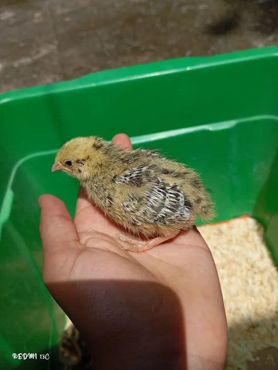 Codorninhas com 1 semana - Foto 4