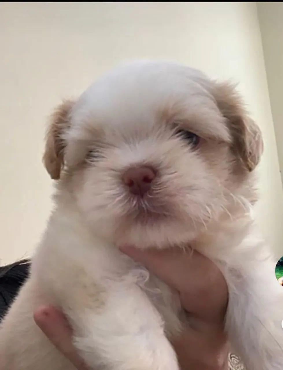 Filhote Shih Tzu