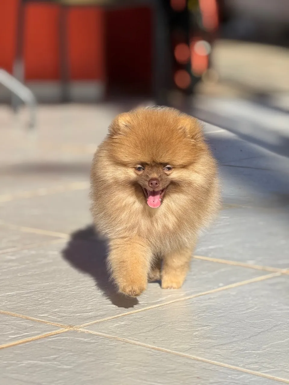 Filhote de Spitz Alemão - Lulu da Pomerania