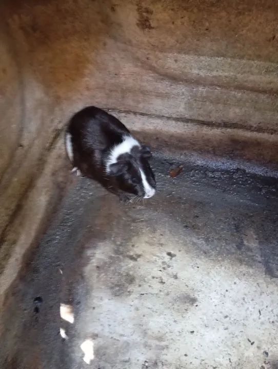 porquinho da índia  - Foto 2