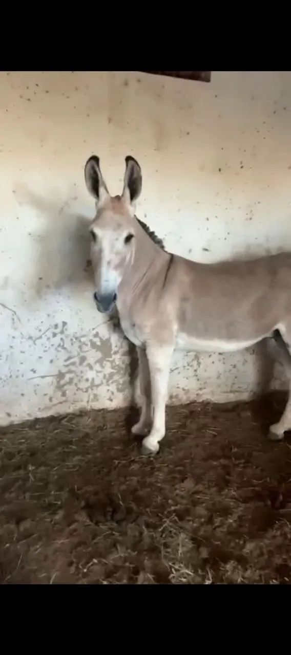 COBERTURA - JUMENTO PEGA - Foto 2