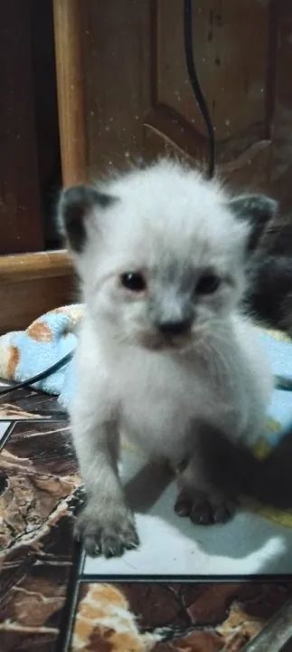 Gatinhos de pelagem Siamês disponível para adoção - Foto 6