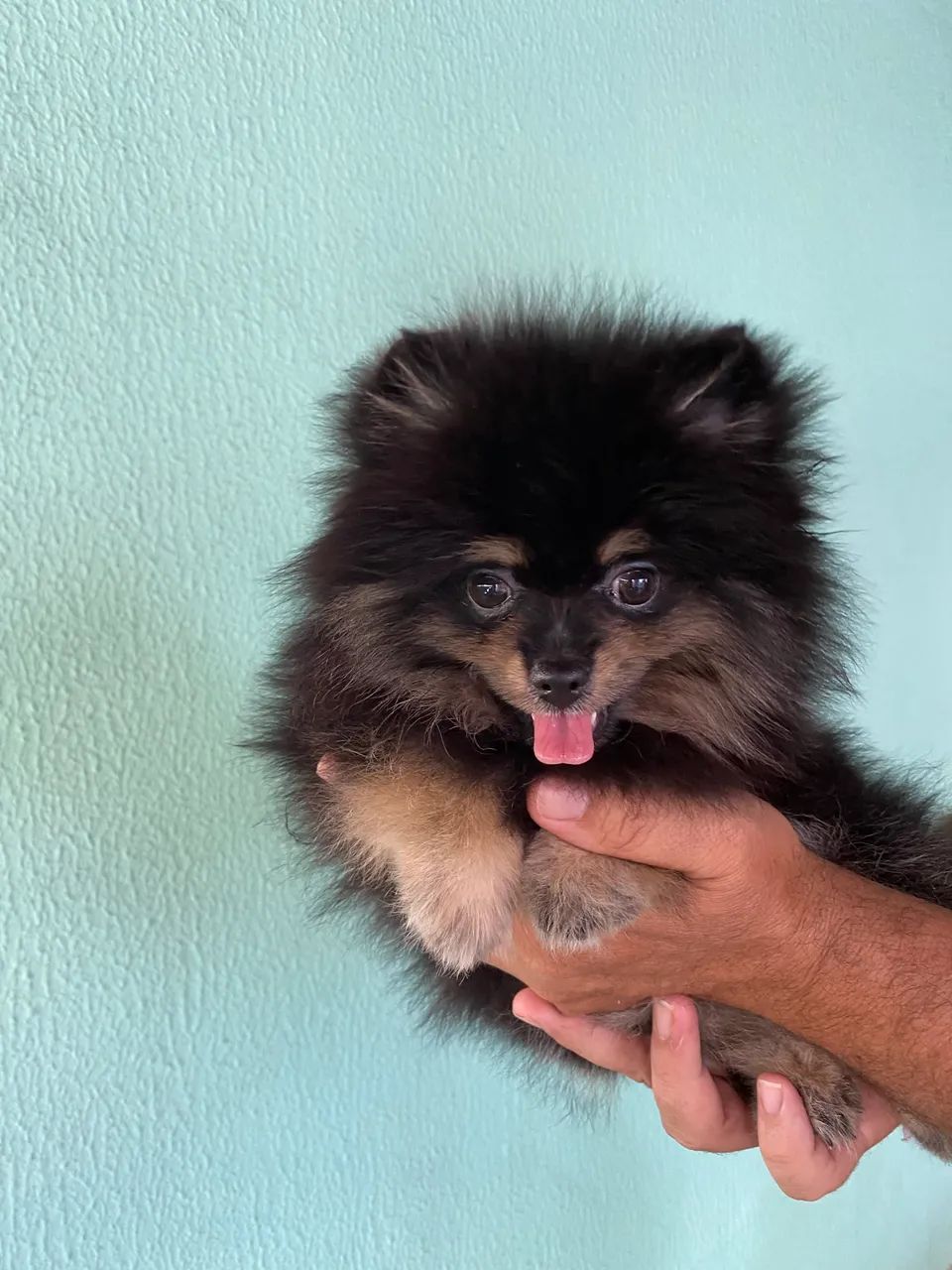 Spitz Alemão Lulu da pomerania - Foto 3