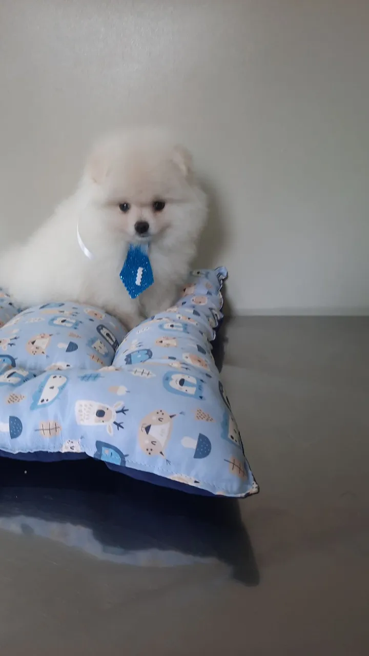 Promoções spitz alemão macho anão mini 10x250