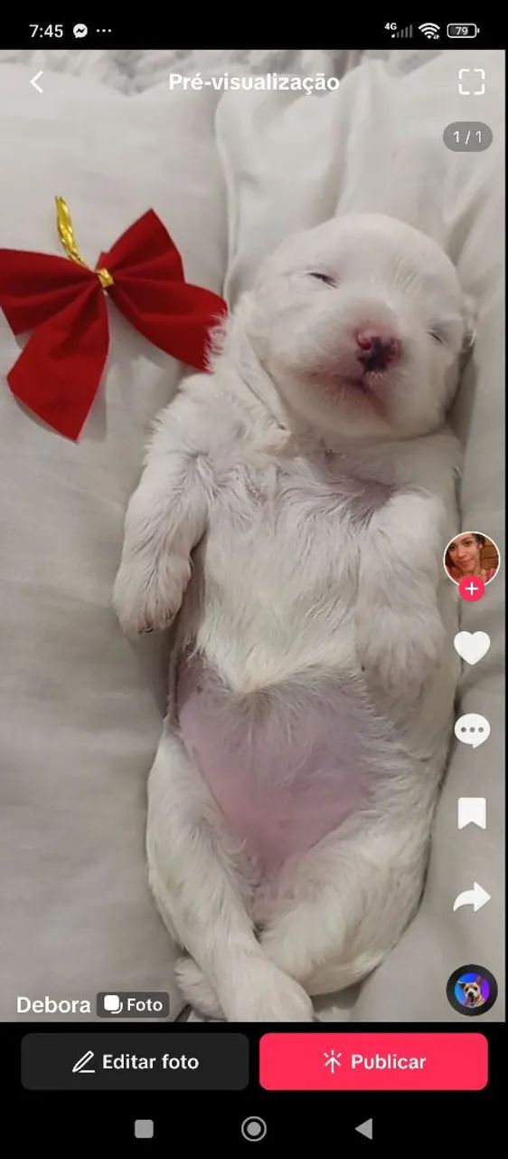 Filhote de Maltes  - Foto 3