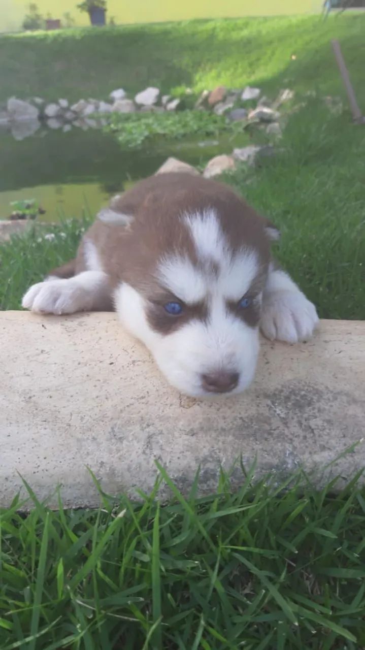 Husky com Olhos Azuis e Entrega Regional!