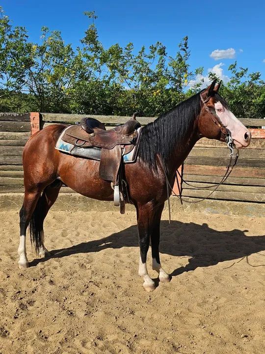 Potro Quarto de Milha 