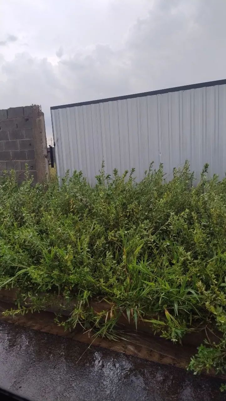 Limpeza de jardinagem  - Foto 4