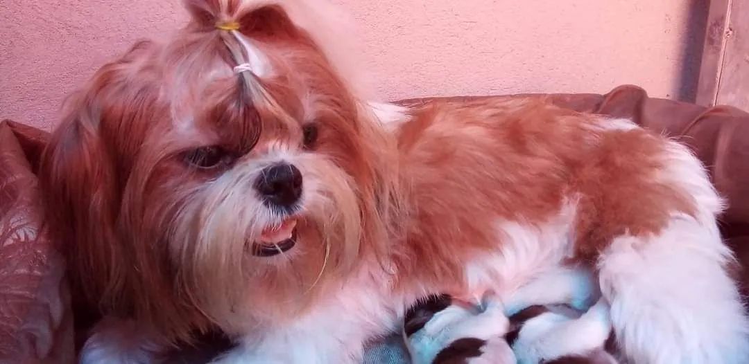 Shih Tzu Fêmea 