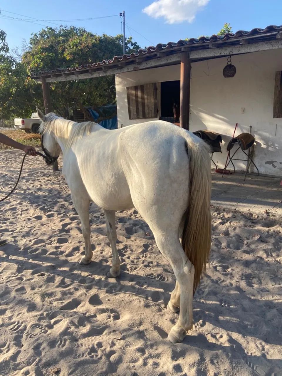  Égua Quarto de Milha  - Foto 3