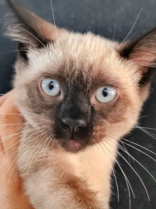 Gatinho Siamês disponível 
