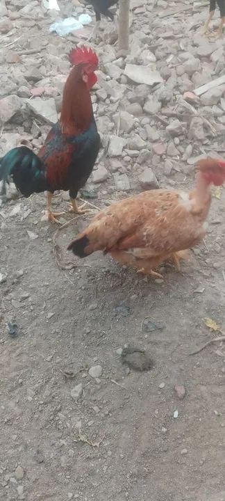 Estou vendo galinha rodilan 2 frango carioca 1galo carioca