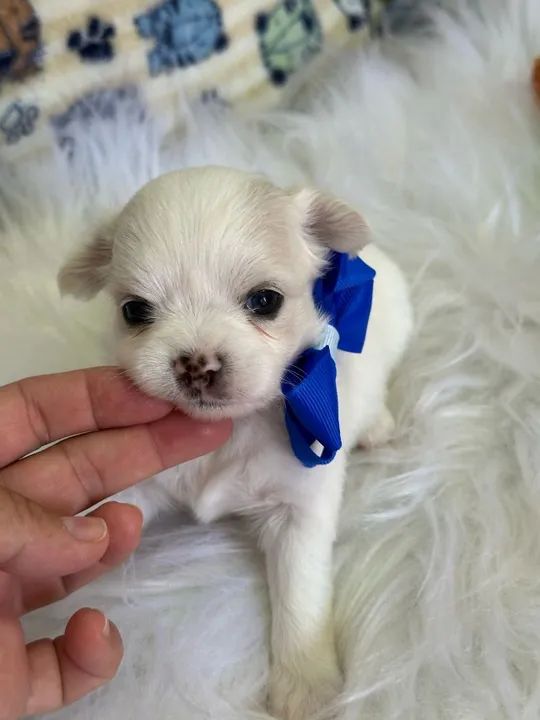 Chihuahua Micro Preto Macho - Compacto e Sempre Atento! 